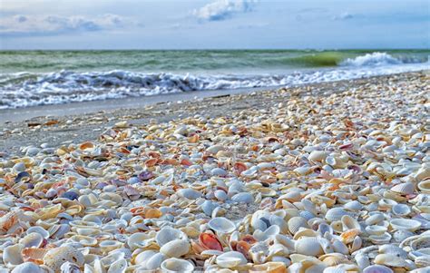 seashells on top of mountains.